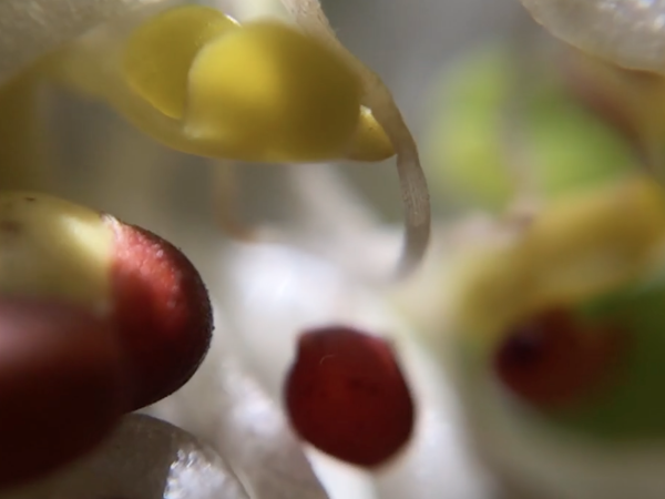 Food For Real Festival Trailer – Spring 2016